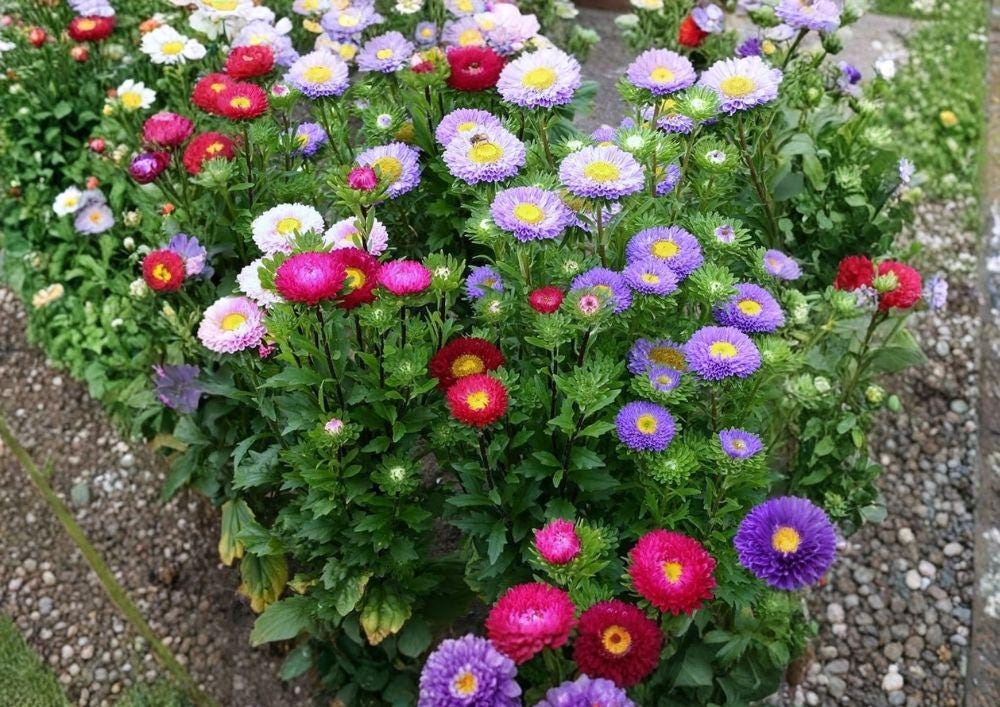 Powder Puff Aster Seeds Rainbow Mix – Chrysanthemum-Style Flower Seeds for Garden, Cut Flowers, Annual, Bright Colorful Blooms