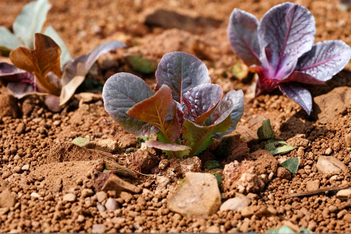 Red Romaine Lettuce Seeds – Organic, Non-GMO, Heirloom, Burgundy Leaves, Sweet Flavor, 500+ Seeds for Salad Greens