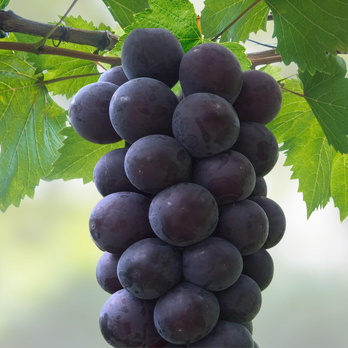 Fujiminori Grape Cuttings – Rare Japanese Sweet Vine, Vitis vinifera, 5 Live Unrooted Clippings for Propagation and Grafting