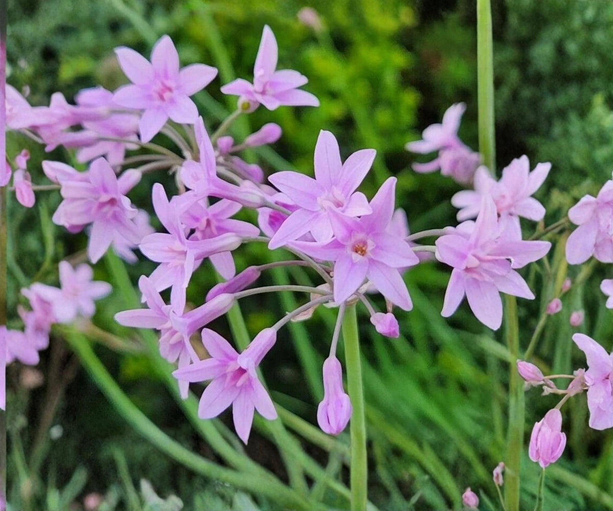 Pink Society Garlic Live Pond Plant – Tulbaghia Violacea Tropical Marginal Flower for Water Gardens & Landscapes