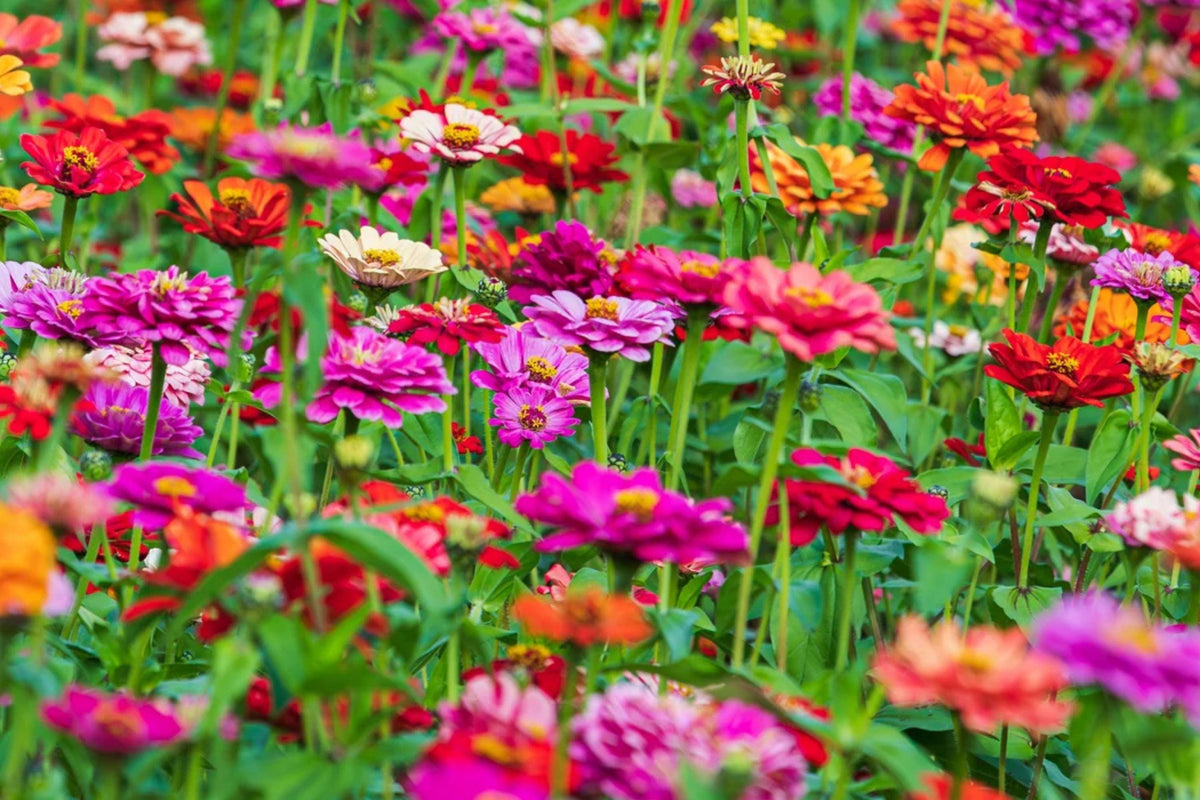 Zinnia Dwarf Thumbelina Mix Seeds - Heirloom Colorful Blooms, Pollinator Friendly, Compact Flower for Gardens, Cut Flowers, Easy to Grow