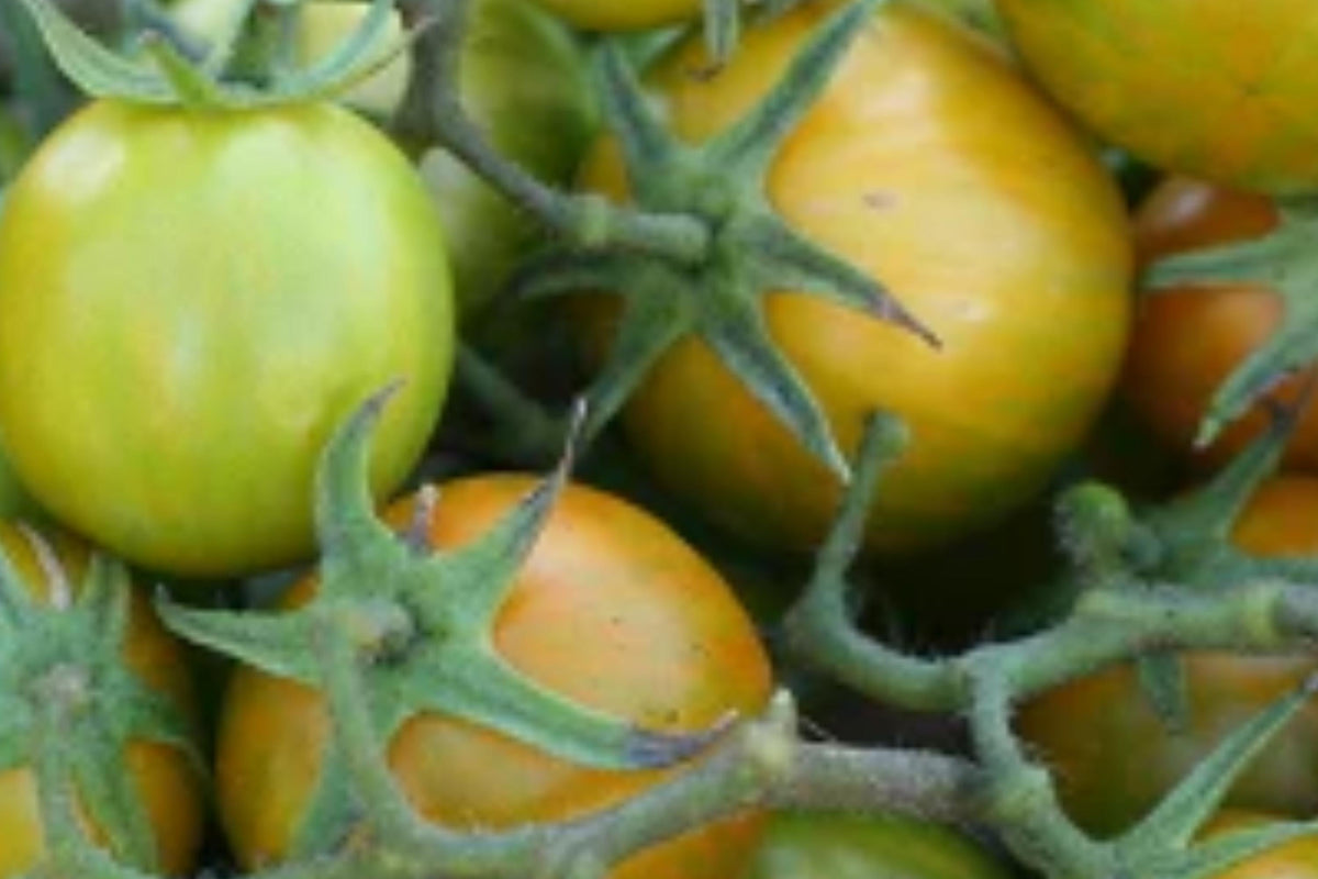 Cherokee Green Tomato Seeds - Heirloom, Non-GMO, Large Juicy Fruits, Sweet-Tangy Flavor, High Yield
