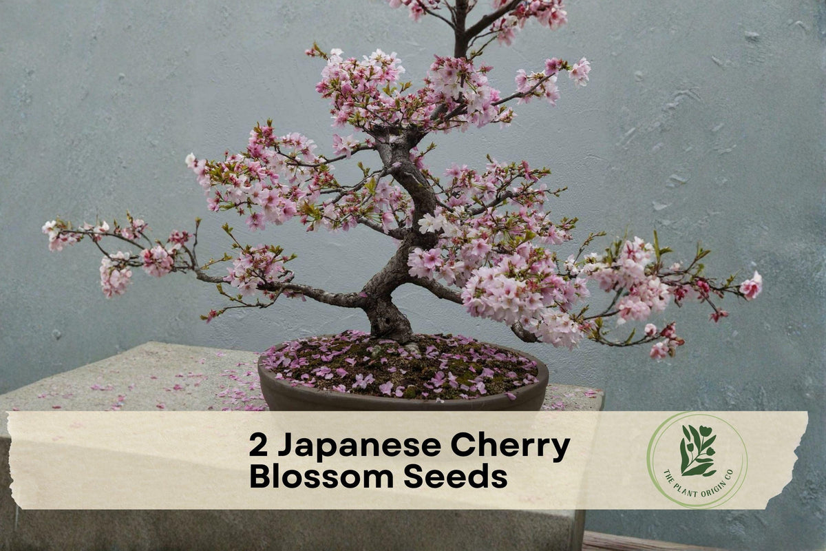 Japanese Cherry Blossom Seeds, Prunus serrulata, Ornamental Flowering Tree, Pink Blooms, Bonsai & Garden Planting, 20 Seeds