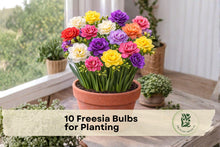 10 Freesia Flower Bulbs for Planting – Fragrant, Vibrant Blooms, Garden & Container, Spring-Blooming, Easy to Grow, Scientific Name: Freesia