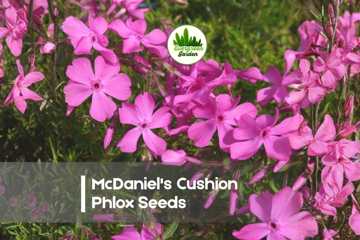 McDaniel's Cushion Phlox Seeds | Perennial Groundcover | Bright Pink Flowers | Phlox subulata for Borders, Rock Gardens & Slopes
