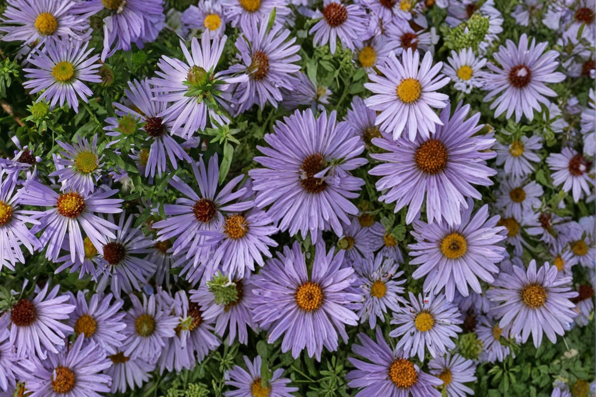 Aromatic Aster Seeds 100 Pack – Symphyotrichum oblongifolium – Purple Blue Daisy-Like Flowers – Drought Tolerant Perennial for Borders & Prairie Gardens