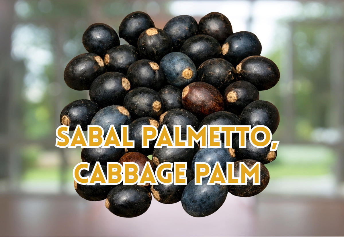 Sabal Palmetto Seeds – Hardy Tropical Cabbage Palm for Planting – 5 Seeds, Carolina Palmetto, Swamp Cabbage, Palmetto Palm