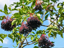 Sambucus Canadensis Seeds – American Elderberry Native Shrub Heirloom Non-GMO for Wildlife Gardens & Hedges
