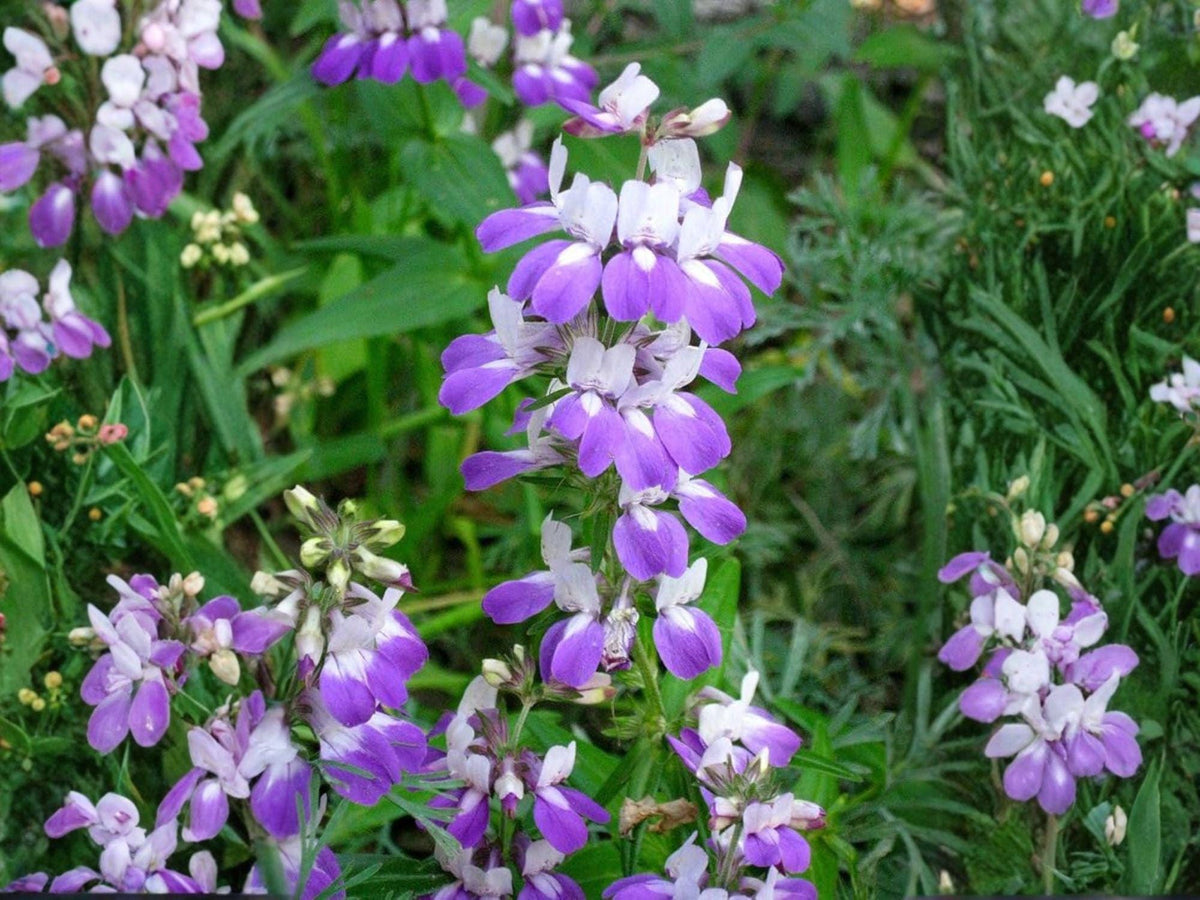 Collinsia Heterophylla Seeds | Chinese Houses Heirloom Annual Flower | Fragrant Garden Blooms | Non-GMO, Open-Pollinated