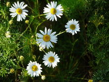 German Chamomile Seeds - Heirloom, Non-GMO, Fragrant Herb for Tea Garden - Matricaria recutita