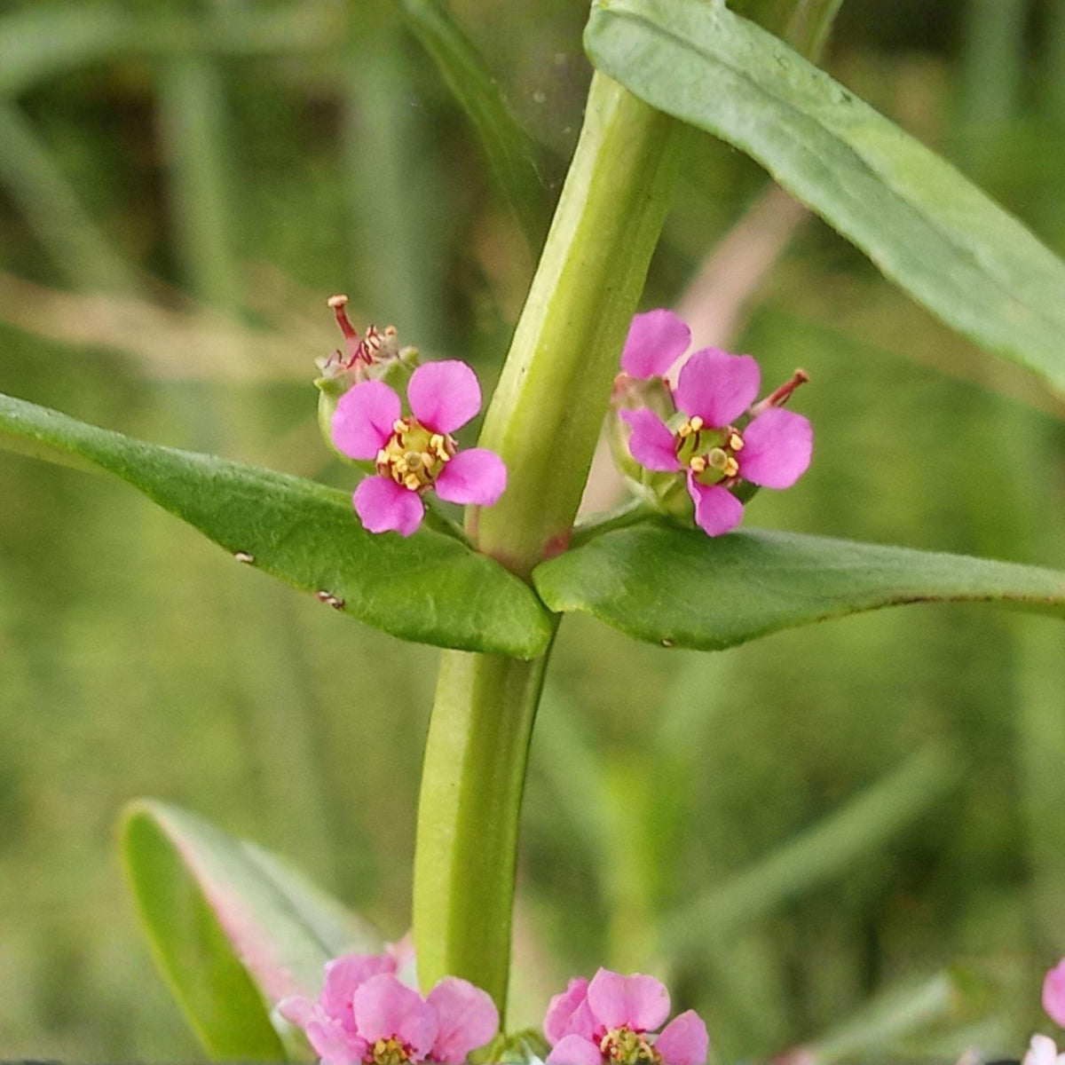 Scarlet Toothcup Seeds Ammannia coccinea, Native Wetland Plant for Pond Edges, Red Reddish-Purple Flowers, 1000 Seeds