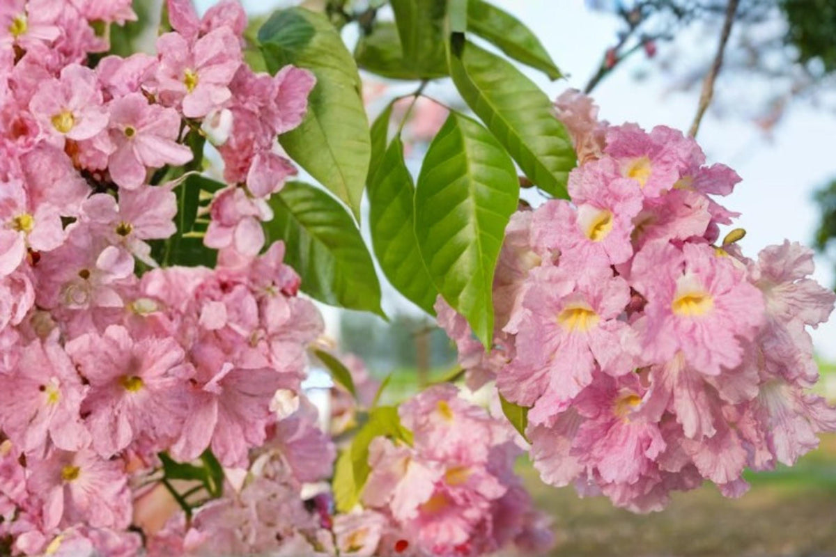 Pink Trumpet Tree Seeds – Tabebuia rosea Tropical Ornamental Flowering Tree with Pink to Purple Blooms