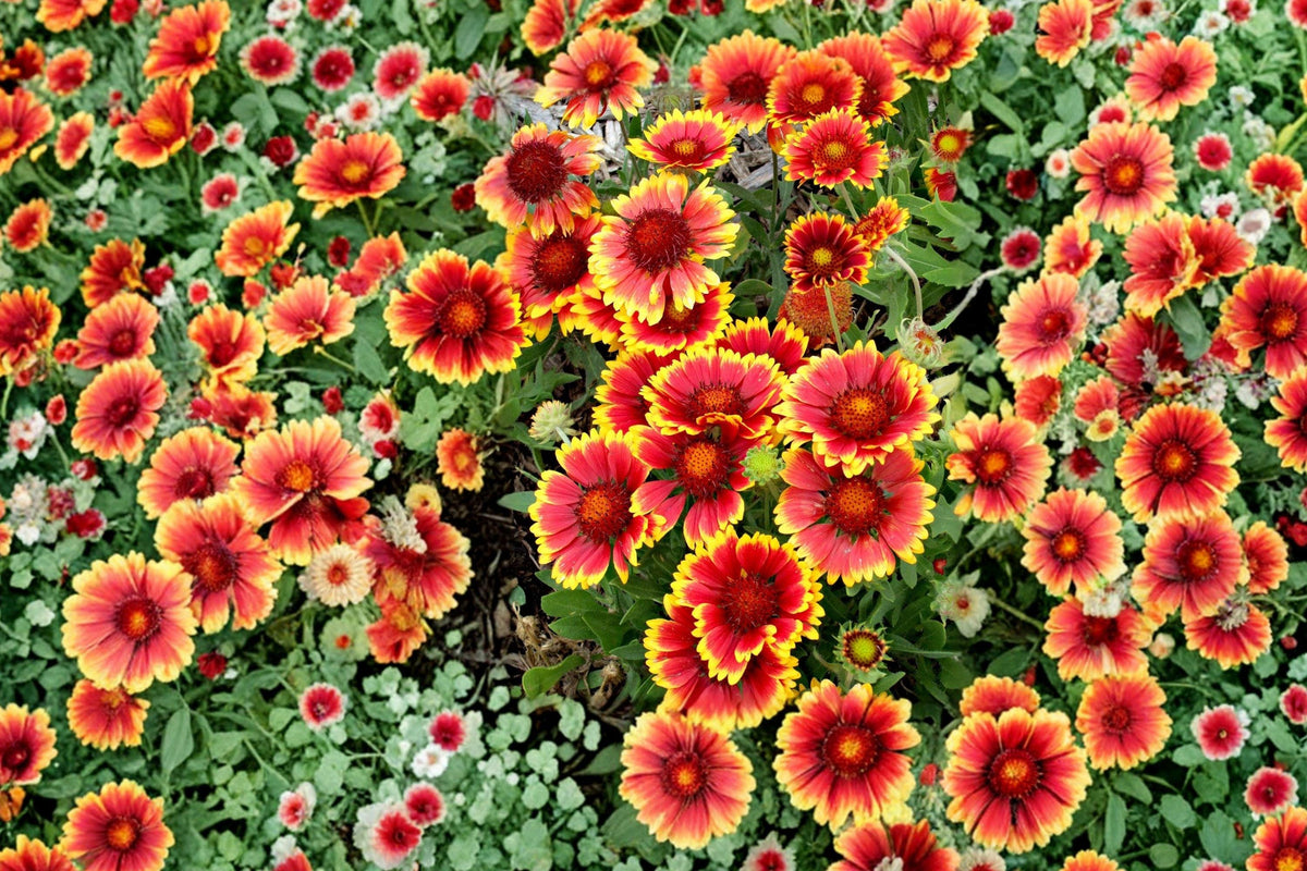 Indian Blanket Flower Seeds, Perennial Gaillardia pulchella, Red and Yellow Blooms, Drought Tolerant, Pollinator Garden Plant