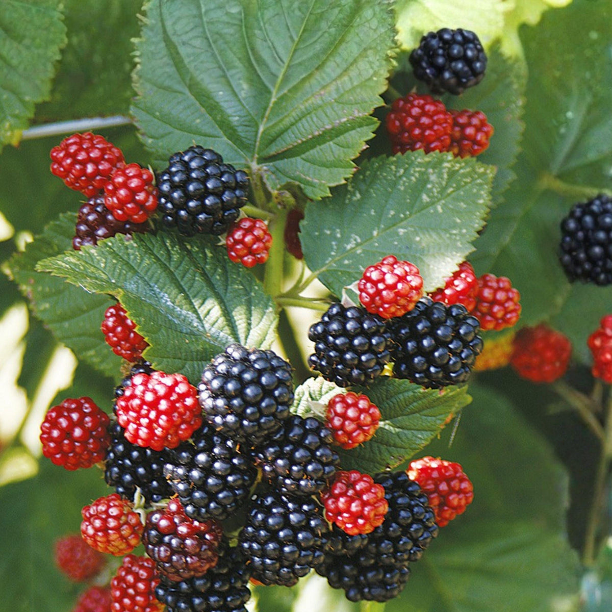 Chester Thornless Blackberry Plant Live Rooted Starter Sweet Berry Bush - High Yield, Disease Resistant, Pesticide-Free