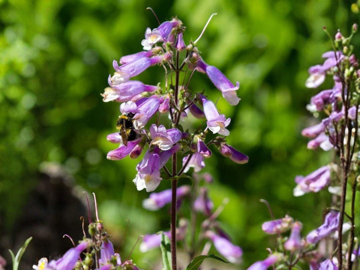 Penstemon Hirsutus Seeds, Hairy Beardtongue, Native Wildflower, Heirloom, Non-GMO, Pollinator-Friendly, Perennial Garden Planting