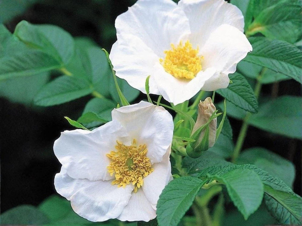 Rosa Rugosa Alba Seeds, White Beach Heirloom Rose, Fragrant Native Flower Seeds for Coastal Gardens