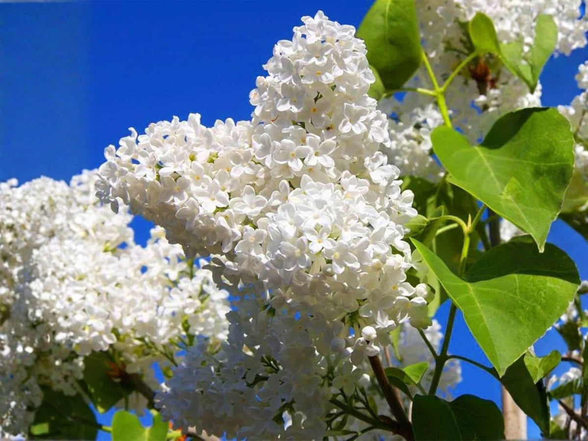 Japanese Tree Lilac Seeds, Syringa amurensis japonica, Heirloom Non-GMO Flowering Tree, Fragrant Lilac Blooms, Ornamental Garden Plant