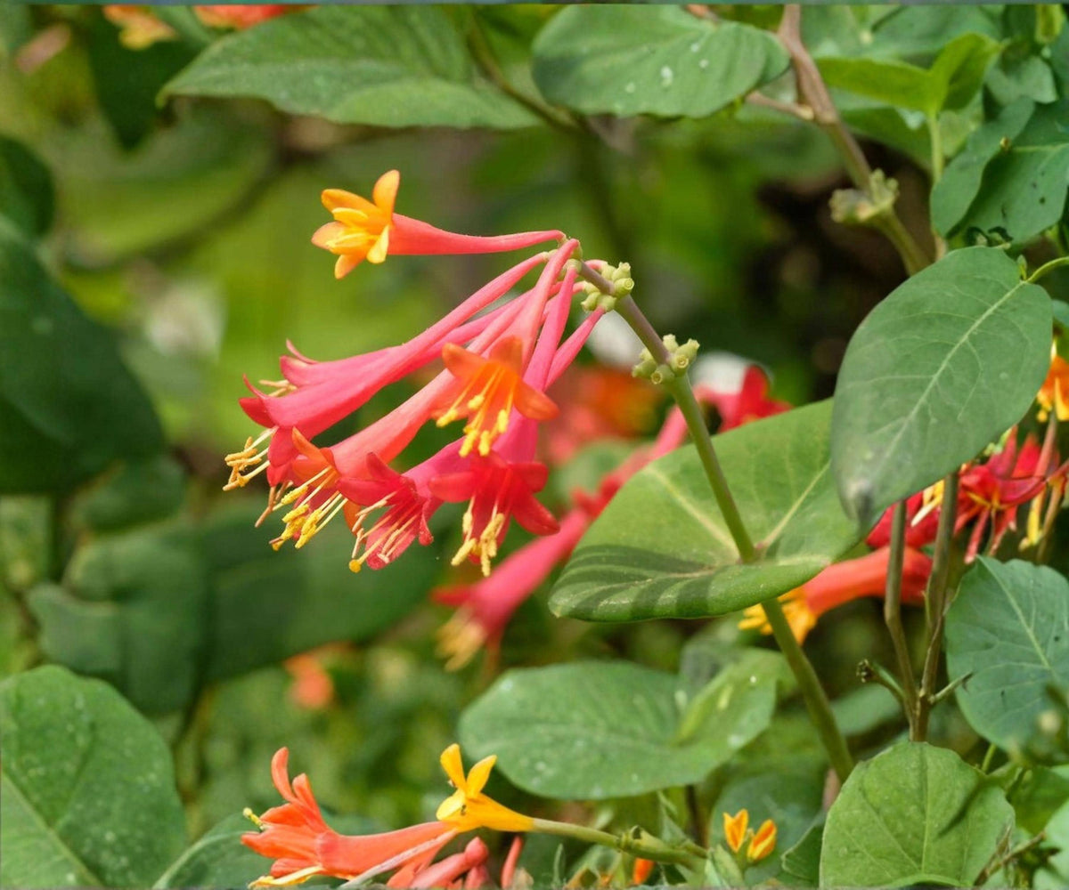 Coral Honeysuckle Vine Live Starter Plant – Lonicera Sempervirens Red Trumpet Flower Climber for Garden & Trellis