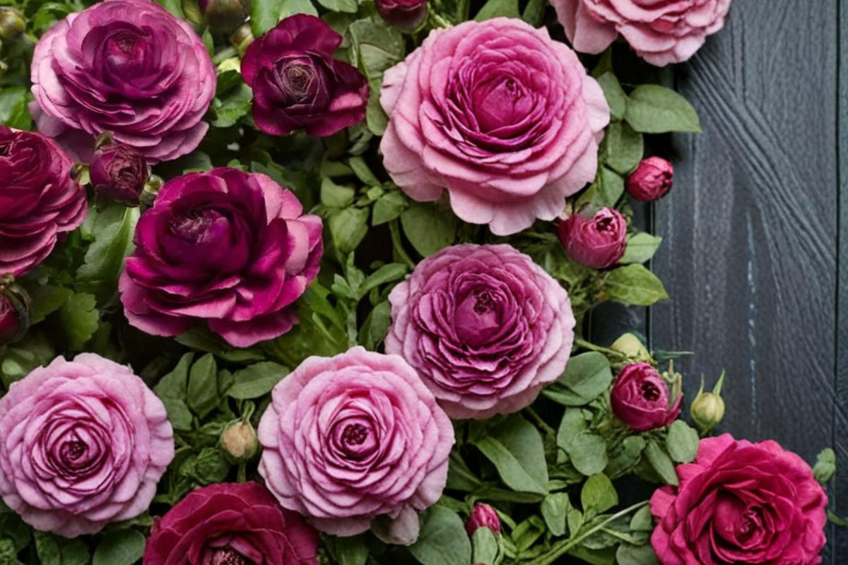Purple Ranunculus Bulbs – Ranunculus asiaticus, Perennial Flowering Bulb with Layered Purple Blooms for Garden Beds and Borders