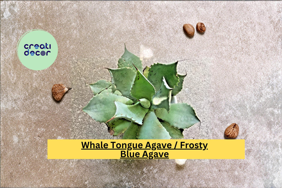 Agave Ovatifolia Frosty Blue Succulent – Whale Tongue Live Plant 5-6 Inch Diameter for Drought-Tolerant Gardens