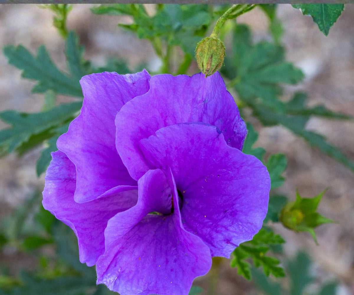 Blue Hibiscus Live Starter Plant – Alyogyne huegelii Flowering Shrub with Blue to Purple Blooms