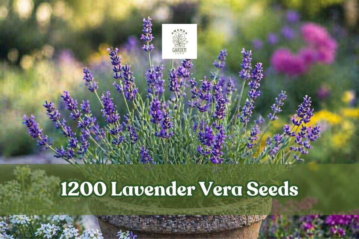 Lavender Vera Seeds, 1200+ Fragrant Lavandula angustifolia Herb Garden, Purple Blooms, Compact Perennial, Drought-Tolerant