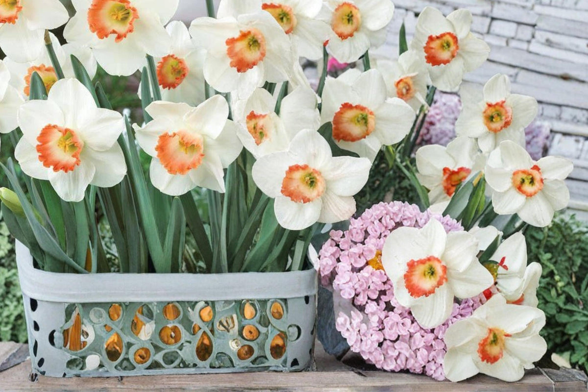 Pink Charm Daffodil Bulbs – Narcissus perennials, spring flowering bulbs, pink cup white petals, garden border, outdoor planting, hardy bulbs