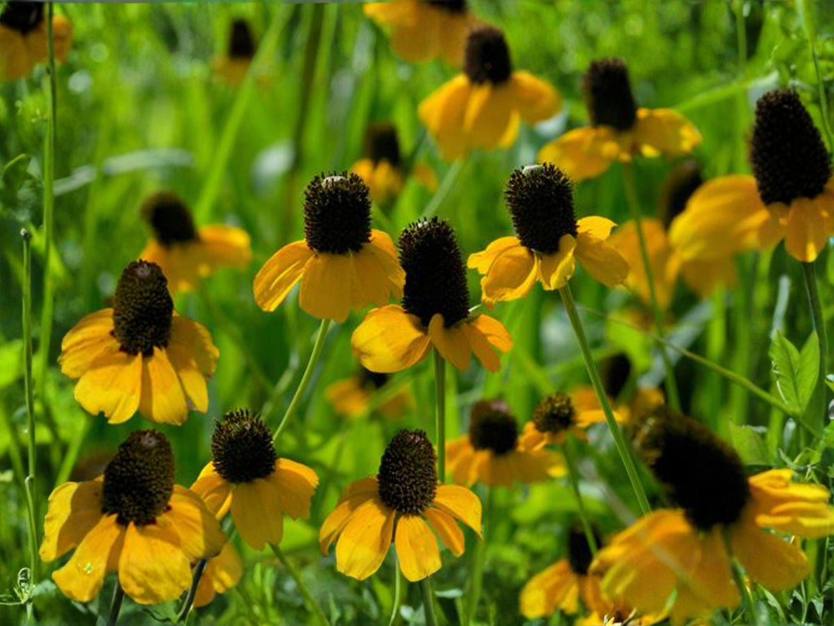 Clasping Coneflower Seeds | Rudbeckia amplexicaulis | Bright Yellow Daisy Flowers | 100 Seeds for Garden Beds & Natural Landscapes