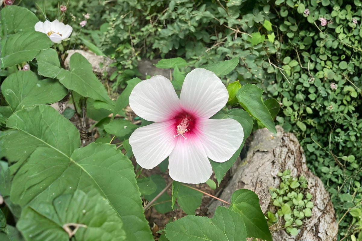 Hibiscus Seeds – Rose Mallow (Hibiscus militaris) – Native Wetland Plant for Pollinator Gardens & Rain Gardens