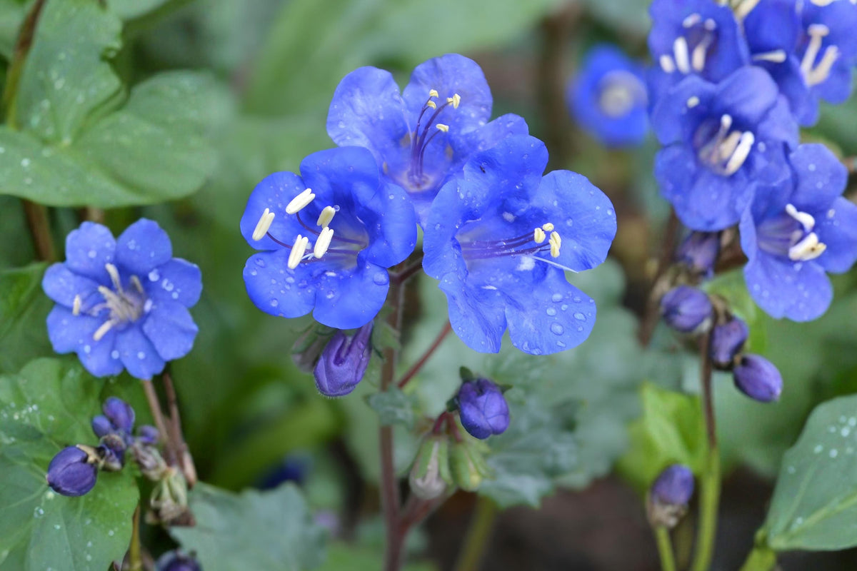 California Bluebells Seeds - Phacelia campanularia, Desert Bluebells, Wildflower Garden, Pollinator Habitat, Vivid Blue Blooms