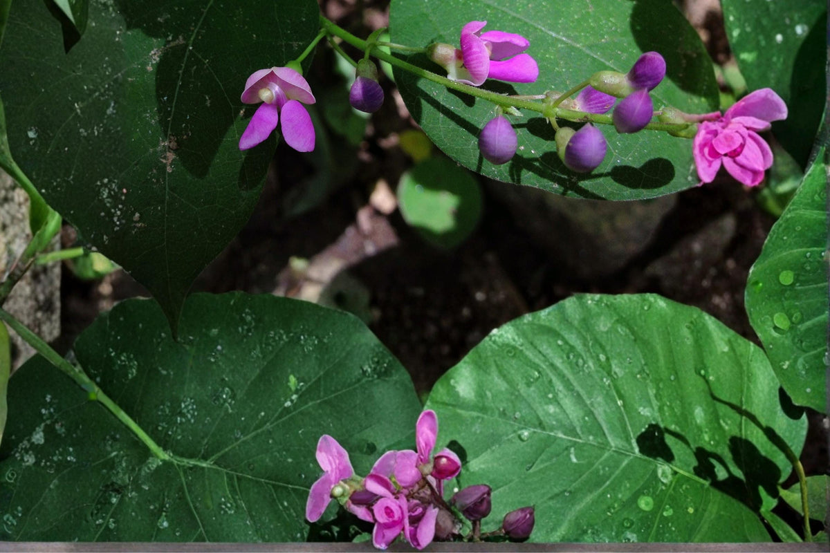 Wild Kidney Bean Seeds – Phaseolus polystachios, Climbing Perennial Vine with Pink to Purple Flowers, Native Garden Plant