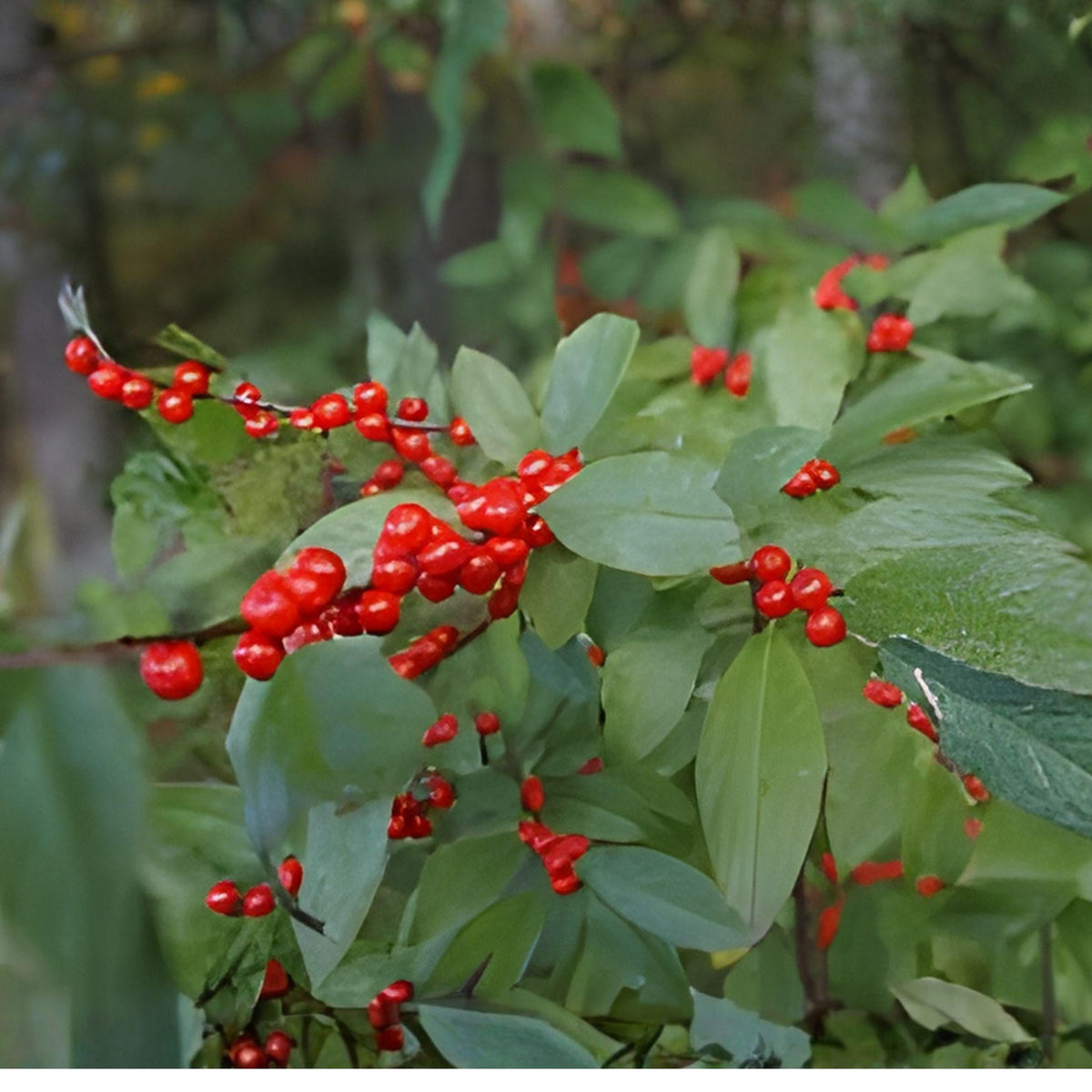 Ilex montana Seeds – Mountain Holly Native Shrub for Wildlife, Ornamental Garden, Berry Plant, Deciduous, 10 Seeds