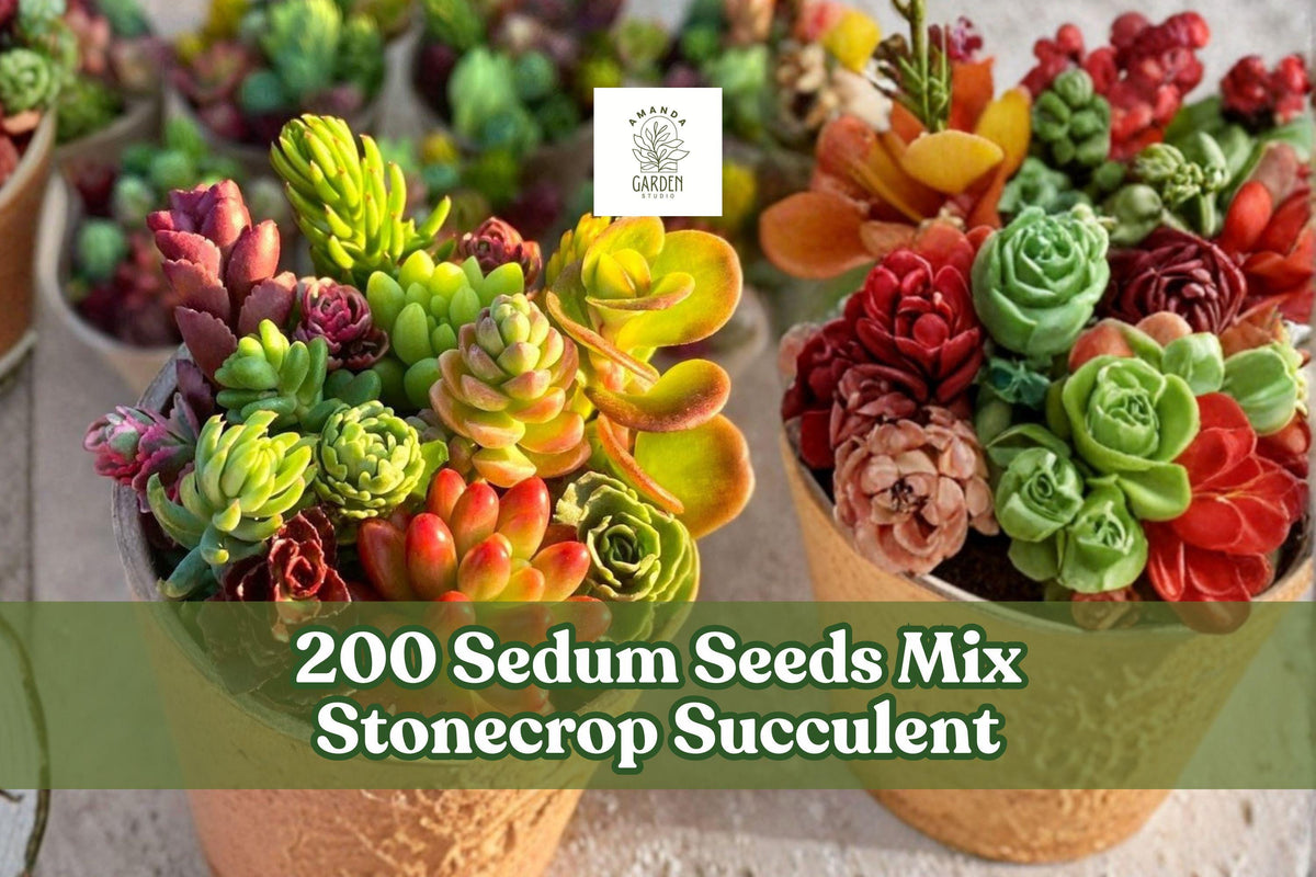 200 Sedum Seeds Mix - Stonecrop Succulent Groundcover for Rock Gardens & Containers - Drought-Tolerant, Perennial Sedum spp.