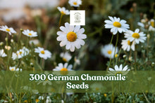 German Chamomile Seeds – 300+ Matricaria chamomilla Herb Garden Seeds for Indoor & Outdoor Planting