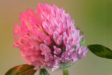 Red Clover Seeds (100) | Trifolium pratense Perennial Flowering Plant for Pollinators, Soil Improvement, Cover Cropping