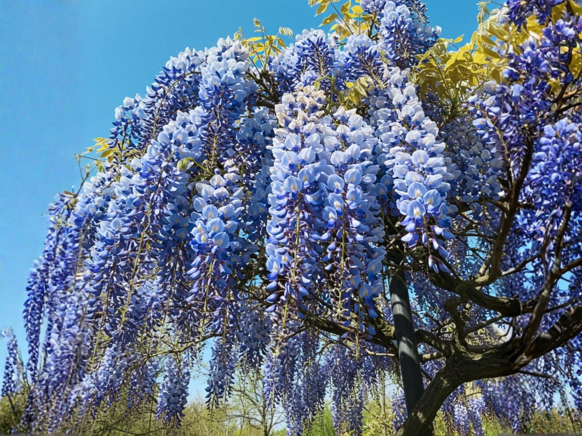 Blue Moon Wisteria Vines – Fragrant Climbing Pergola Plant, Wisteria sinensis, 12-18 Inches Tall, Blue Violet Flowers