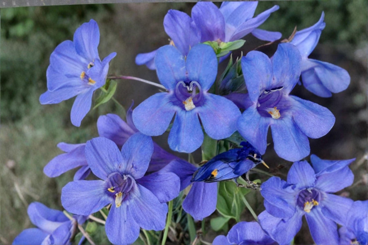 Sand Penstemon Seeds – Penstemon acuminatus Herbaceous Perennial with Blue to Purple Tubular Flowers for Xeriscape and Rock Gardens
