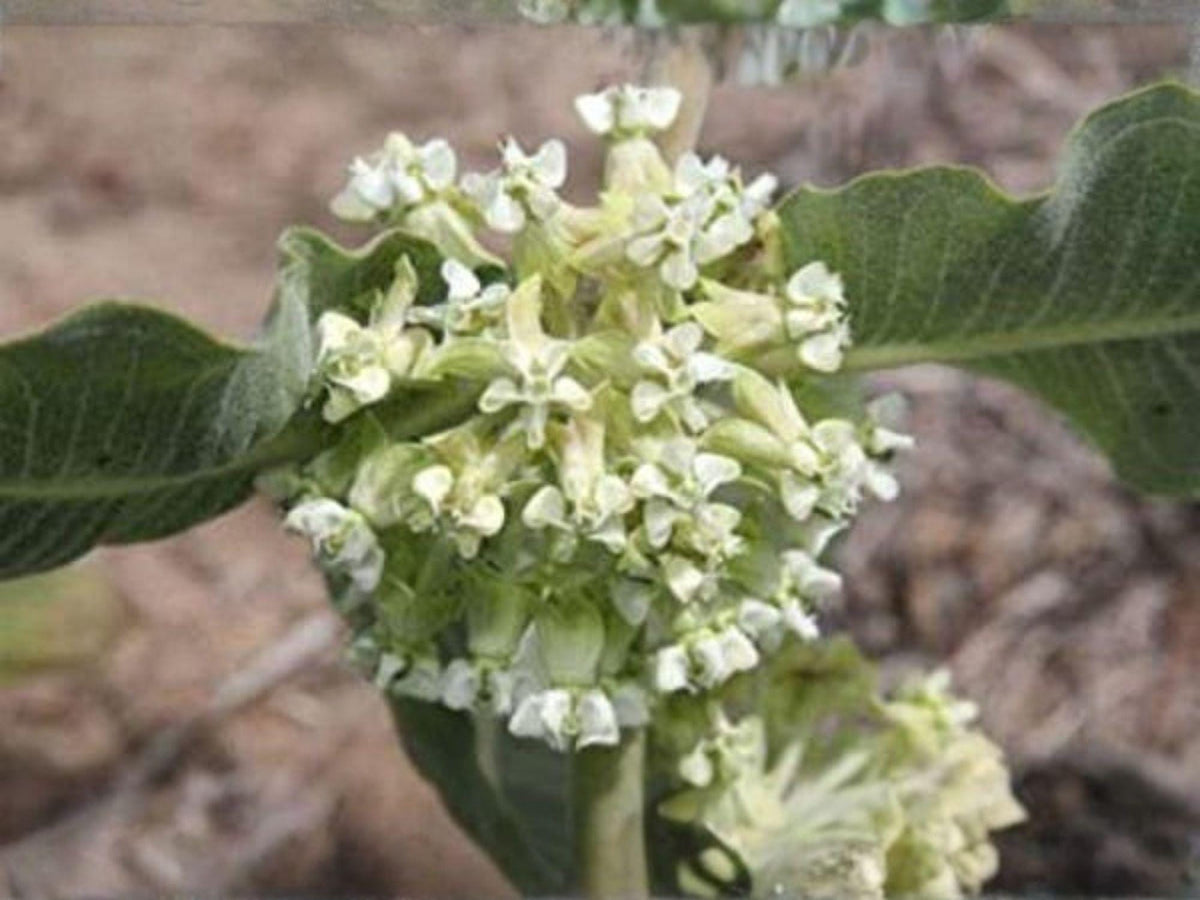 Asclepias arenaria Seeds – Western Sand Milkweed Native Wildflower Non-GMO Pollinator Plant for Garden