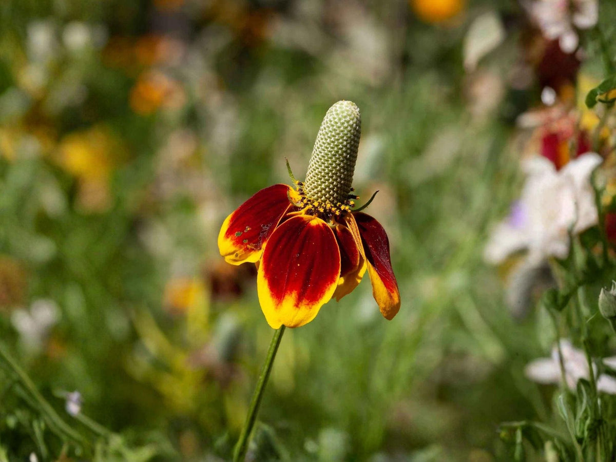 Mexican Hat Wildflower Seeds – Ratibida columnifera var. pulchra – Heirloom Non-GMO Prairie Flower for Garden Beds and Natural Landscapes