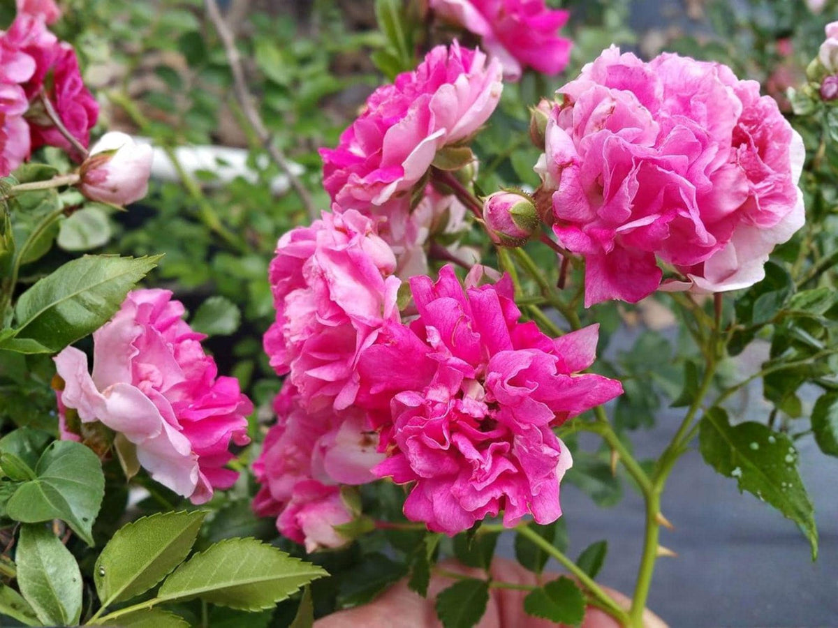 Heirloom Climbing Rose Plant – Seven Sisters Rose, Pink Blooms, Rosa multiflora, Garden Vine, Full Sun, Perennial