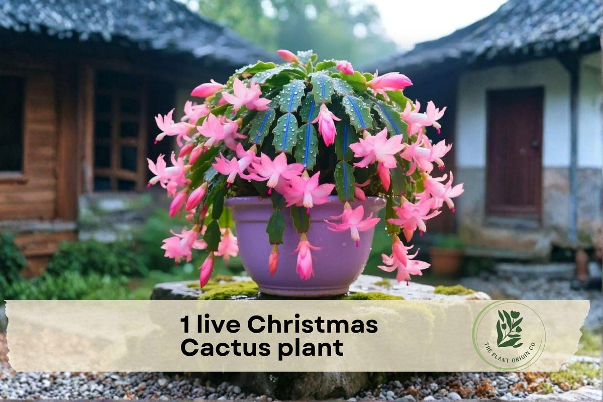 Live Christmas Cactus Plant | 4-Inch Potted Schlumbergera truncata | Indoor Houseplant with Winter Blooms