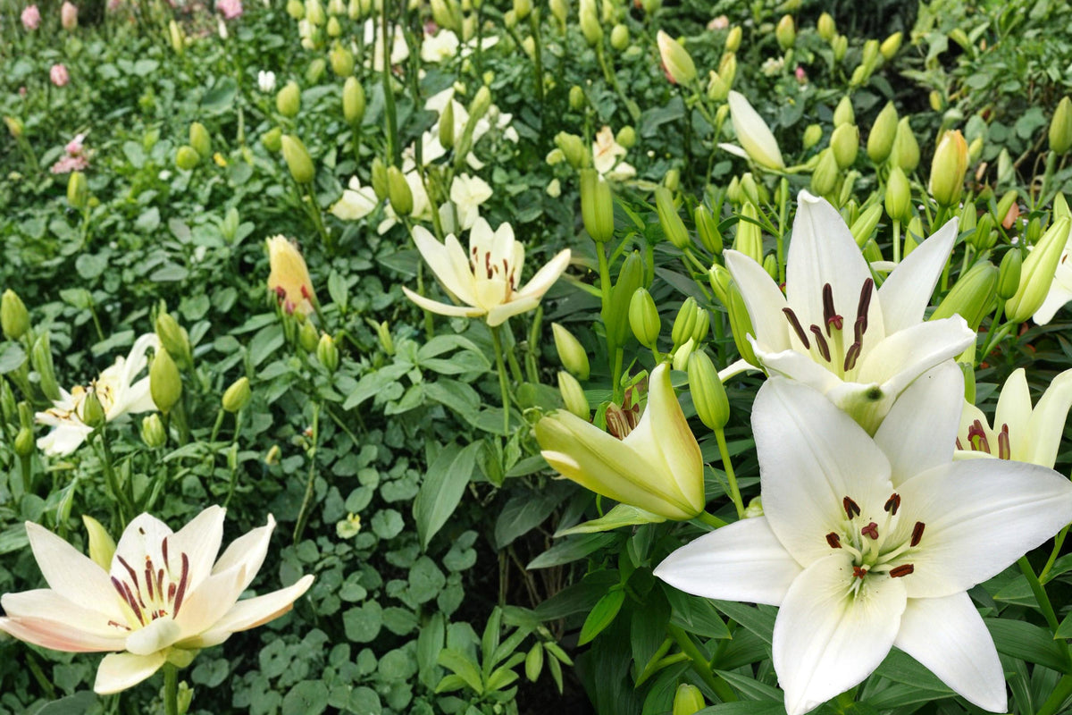 Navona White Asiatic Lily Bulbs – Lilium asiatica, Hardy Perennial, White Flower Bulb for Garden Borders & Landscape