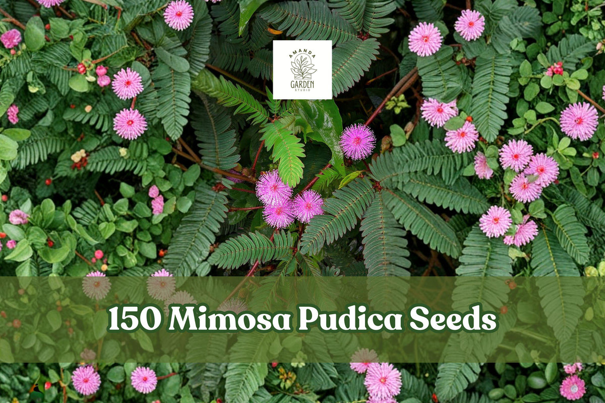 150+ Mimosa Pudica Seeds – Sensitive Plant Touch-Me-Not Houseplant with Pink Flowers, Interactive Foliage, Indoor & Outdoor Cultivation