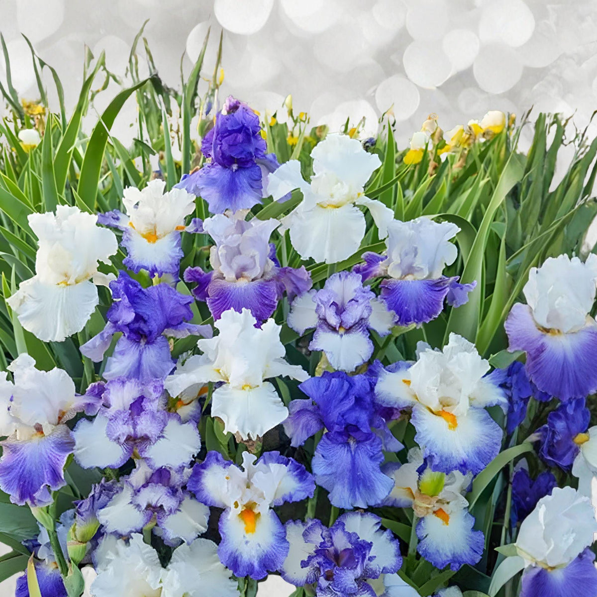 Bearded Iris Rhizomes – Blue Heaven Mix, Tall Perennial Garden Flowers, Drought Tolerant, Easy to Grow, California Native