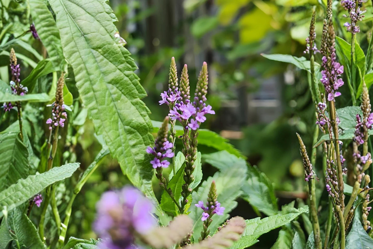 Blue Vervain Seeds (Verbena hastata) – Native Wildflower for Gardens, Wetlands & Pollinator Attractant