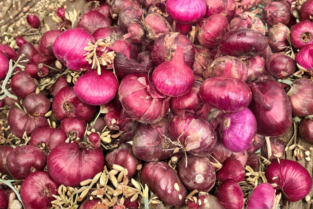 Red Cipollini Onion Seeds - Heirloom Italian Gourmet Variety, Sweet Flat Onion, High Yield Vegetable, 250 Seeds