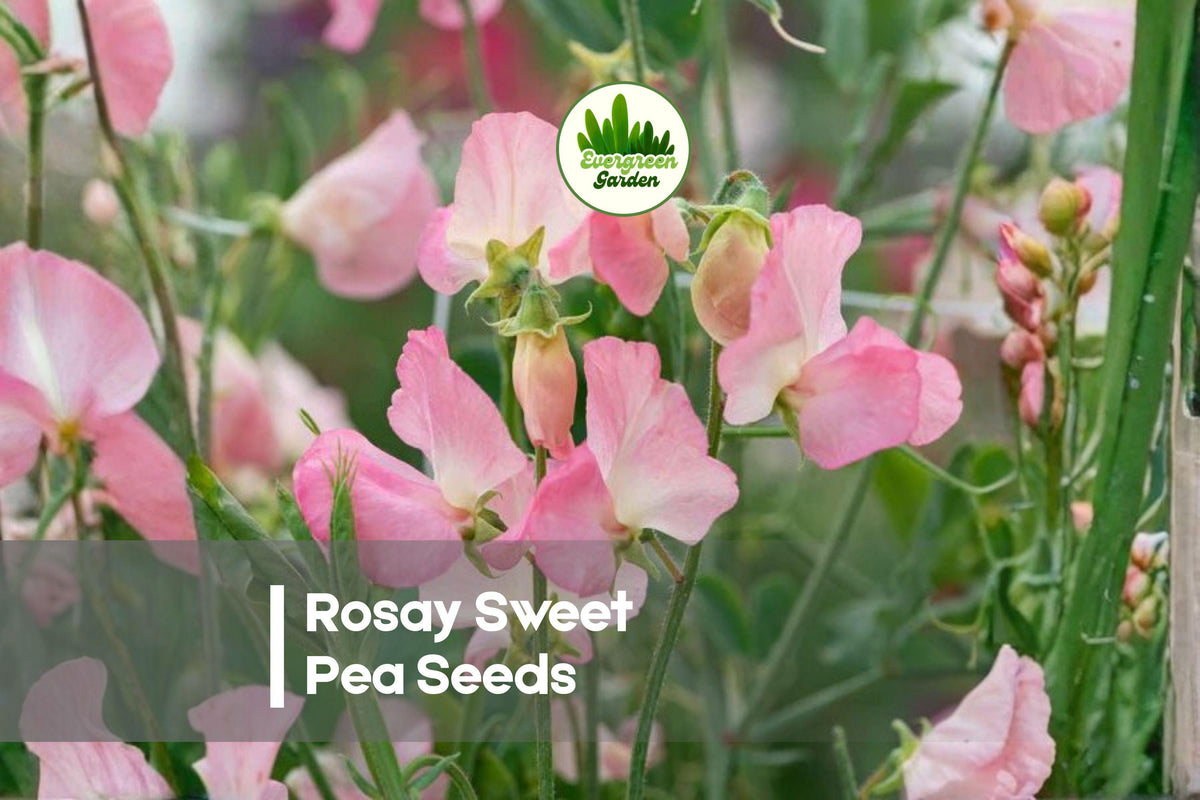 50 Rosay Sweet Pea Seeds, Pink Fragrant Climbing Flower, Lathyrus odoratus, Cottage Garden, Vertical Garden, Cut Flower