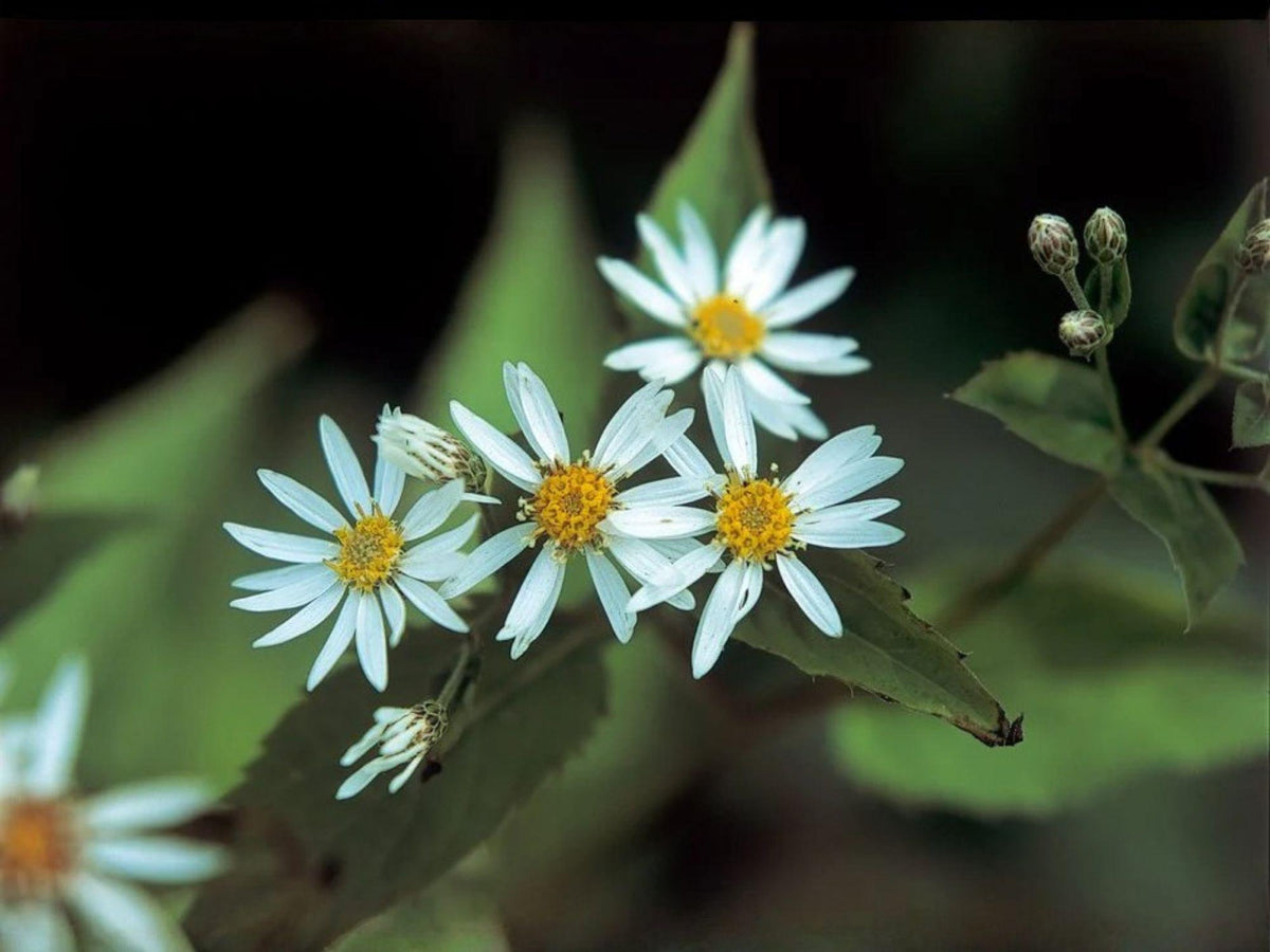 Schreber’s Wood Aster Seeds – Heirloom Native Shade Perennial Wildflower – Eurybia schreberi, Pollinator-Friendly Groundcover