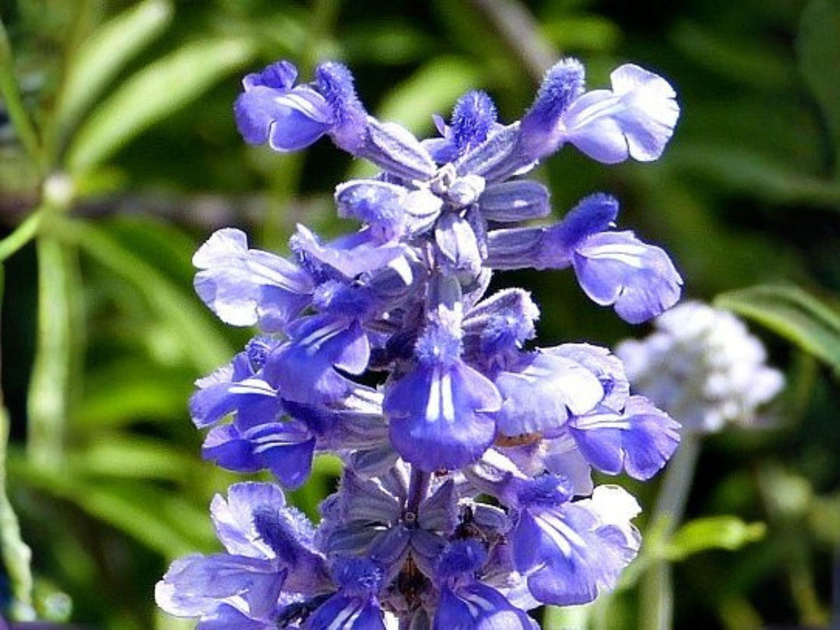 Blue Sage Seeds – Heirloom Salvia farinacea Pollinator Flower Garden Seeds, Vibrant Blue Blooms, Non-GMO, 100 Seeds