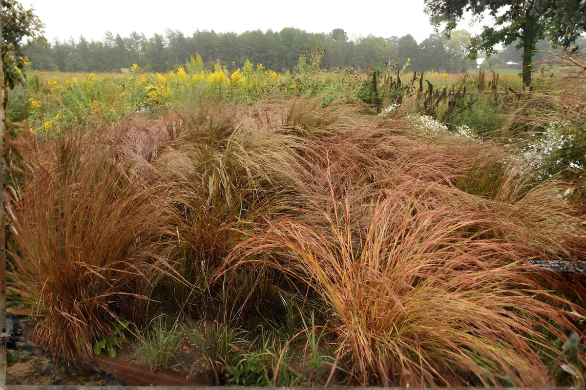 Little Bluestem Seeds 100 Schizachyrium scoparium Native Prairie Grass for Landscaping & Wildlife Habitat